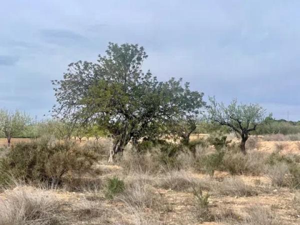 Terreno en Partida Altabix, 3030 b