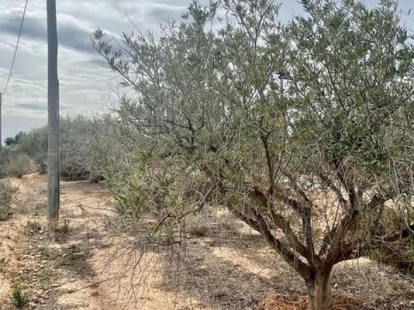 Terreno en Partida Altabix, 3030 b