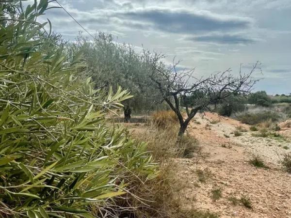Terreno en Partida Altabix, 3030 b