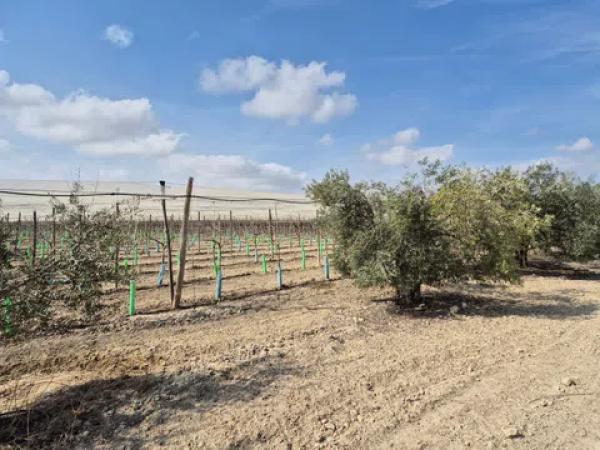 Terreno en partida quincoce, 22