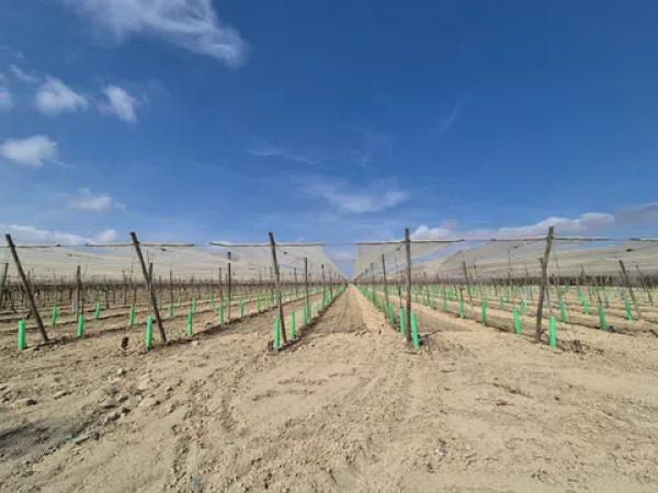 Terreno en partida quincoce, 22