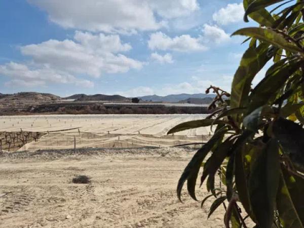 Terreno en partida quincoce, 22