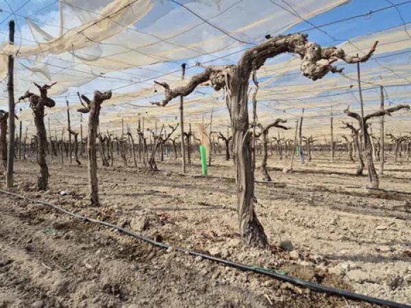 Terreno en partida quincoce, 22