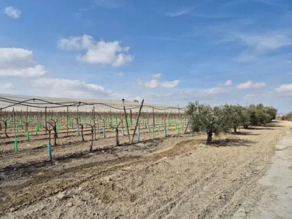 Terreno en partida quincoce, 22