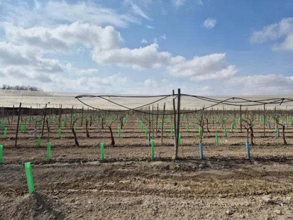 Terreno en partida quincoce, 22