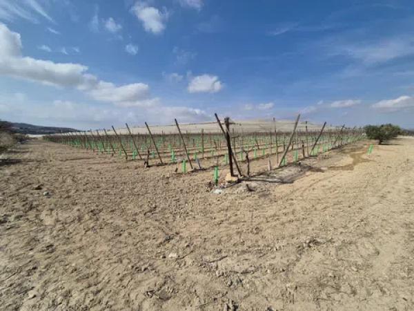 Terreno en partida quincoce, 22