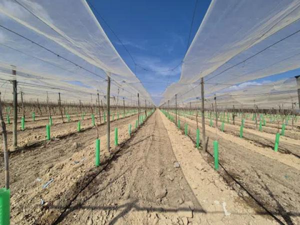 Terreno en partida quincoce, 22