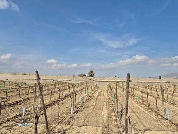 Terreno en partida quincoce, 22