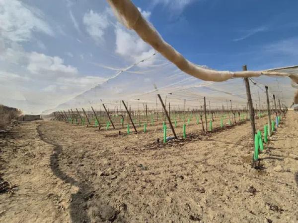 Terreno en partida quincoce, 22