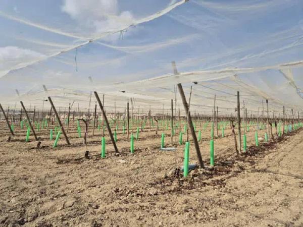 Terreno en partida quincoce, 22