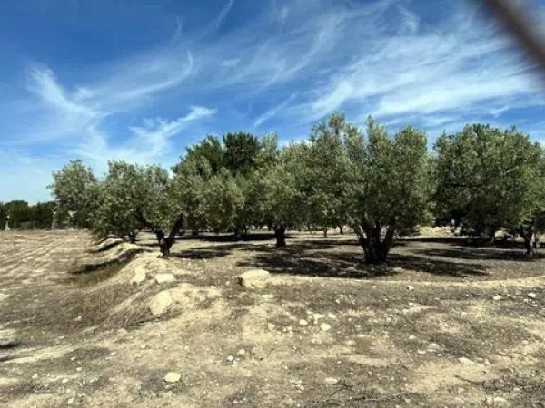Terreno en calle de la Camamil la