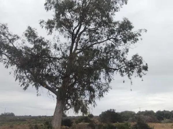 Terreno en Sierra del Molar, 2