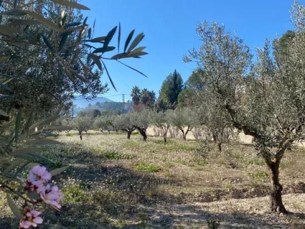 Terreno en Partida Alq Benifloret s/n