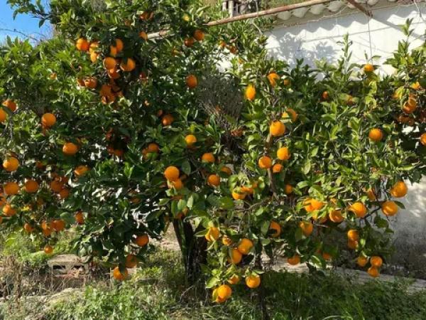 Terreno en Partida Alq Benifloret s/n