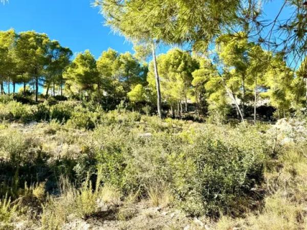 Terreno en Partida Comunes-Adsubia