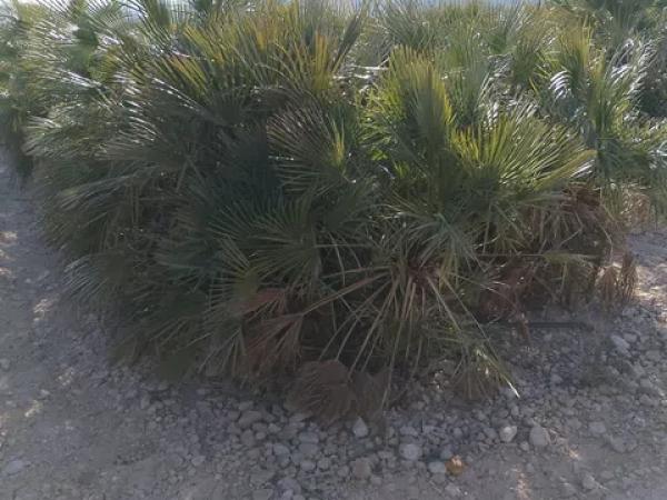 Terreno en carretera de Agost, 1