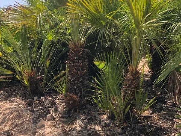 Terreno en carretera de Agost, 1