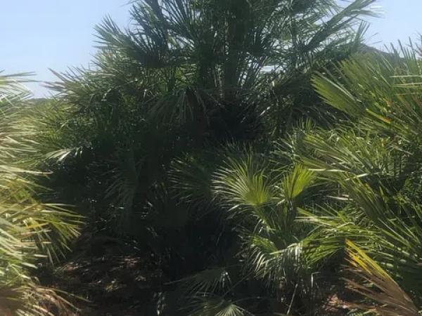 Terreno en carretera de Agost, 1