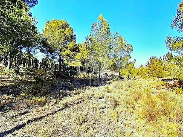 Terreno en avenida los Chopos, 41 -35