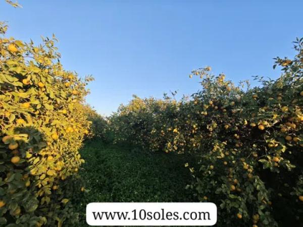 Terreno en Desamparados-Hurchillo-Torremendo