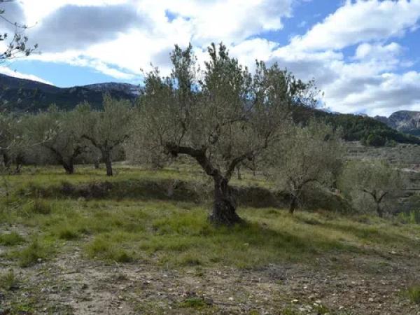 Terreno en Benimantell