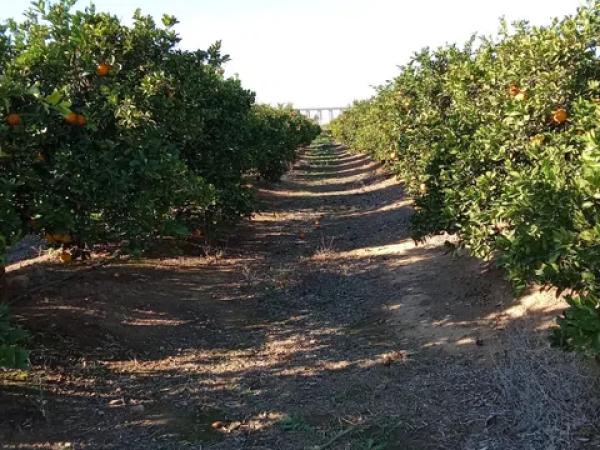 Terreno en calle Lo Marquès s/n
