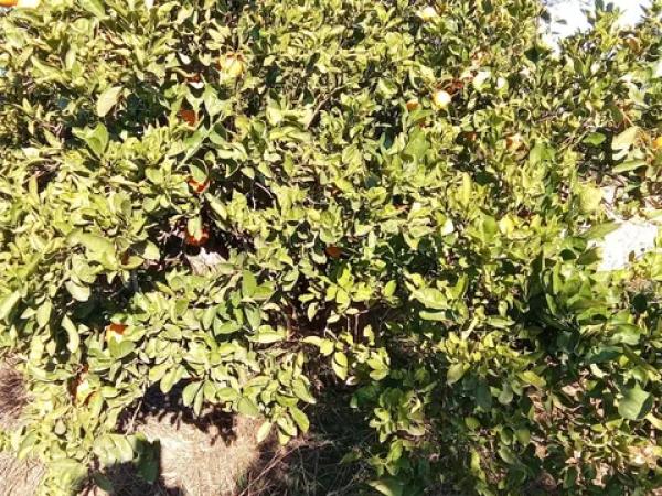 Terreno en calle Lo Marquès s/n