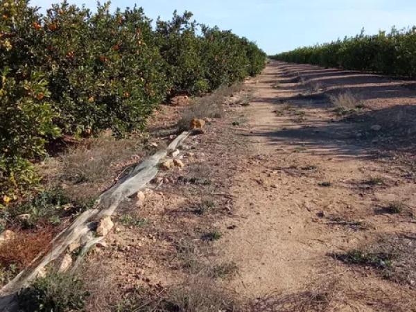 Terreno en calle Lo Marquès s/n