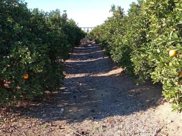 Terreno en calle Lo Marquès s/n