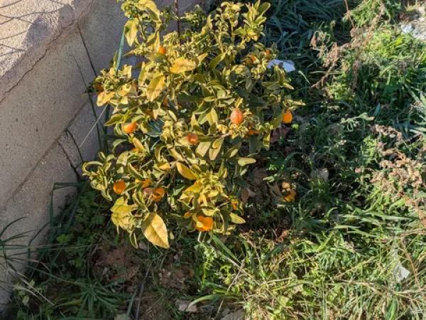 Terreno en partida la boquera