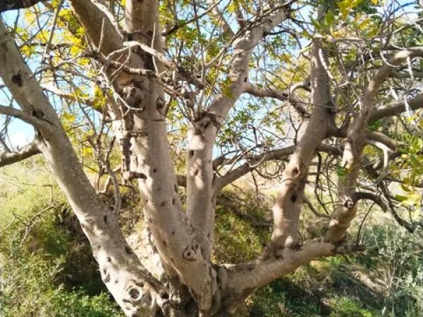 Terreno en el mortet s/n