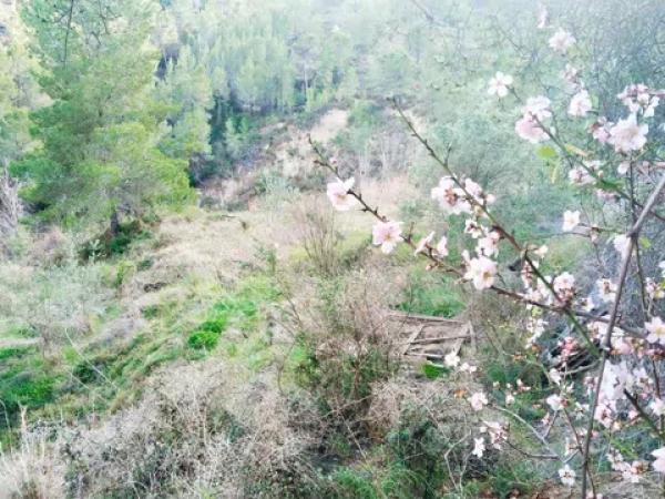 Terreno en el mortet s/n