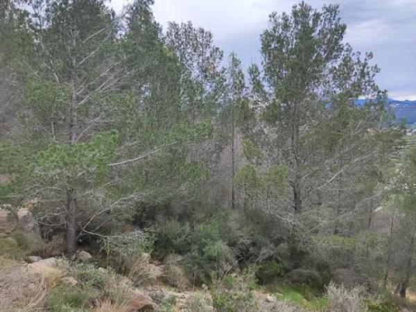 Terreno en calle del Baix Maestrat, 41