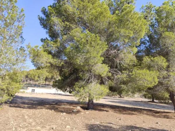 Terreno en calle Málaga m Pinar