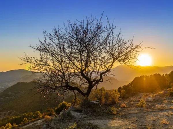 Terreno en Partida Alt del Charquer, 19