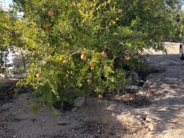 Terreno en La Marina
