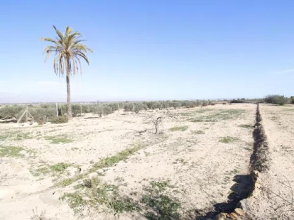 Terreno en La Marina