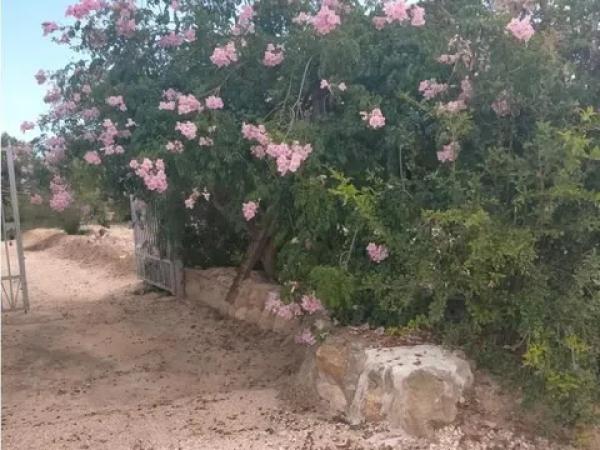 Terreno en La Marina