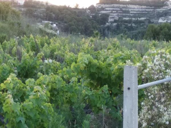 Terreno en Partida Coet