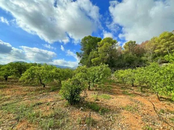 Terreno en Partida Raco de Boja, 11
