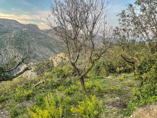 Terreno en Vall de Laguart