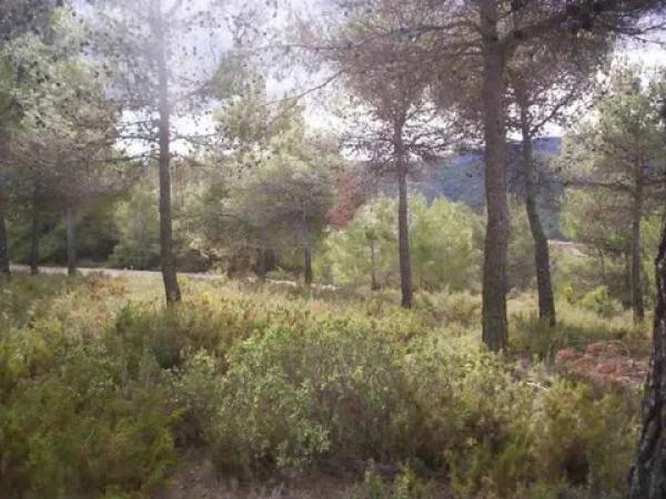 Terreno en Partida Barxell s/n