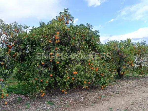Terreno en Barrio Les Bassetes-El Marjal