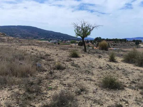 Terreno en carretera Yecla