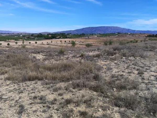 Terreno en carretera Yecla