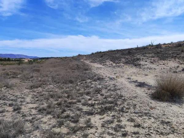 Terreno en carretera Yecla