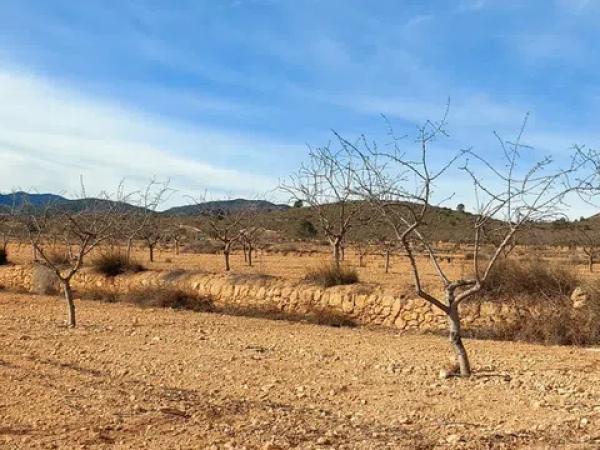 Terreno en Pedanía de Lel, km 8