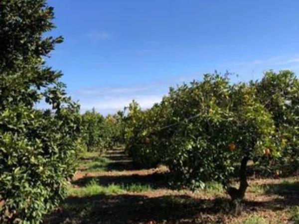 Terreno en Pamis s/n