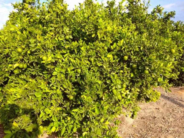 Terreno en calle Duque de Pino Hermoso, 24 FincanPolgono