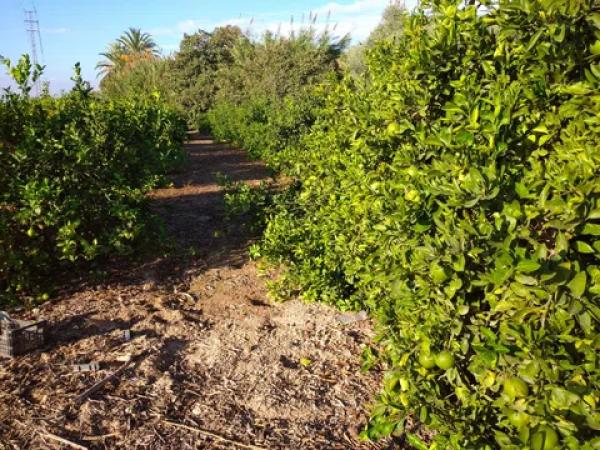 Terreno en calle Duque de Pino Hermoso, 24 FincanPolgono